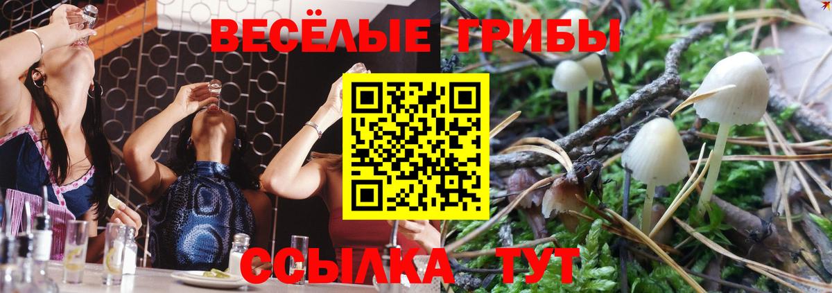 Галлюциногенные грибы Psilocybine cubensis Курчатов